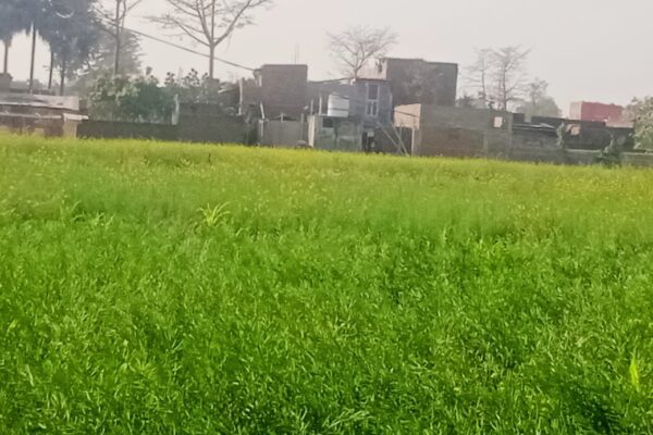 लाही के प्रकोप से तेलहन और सब्जी की फसलों पर खतरा, किसान चिंतित