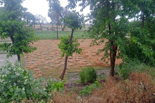 मांझागढ़ में बारिश से फसलों को मिला नुकसान और लाभ